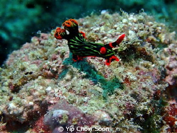 Taken at Pulau Mabul Dive Site , Sabah Malaysia by Yip Chow Soon 